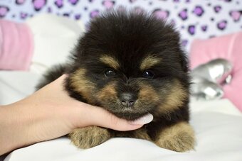 Pomeranian s PP fenka Black and Tan - 3
