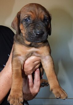 Tosa inu - nádherná štěňátka s PP - 3