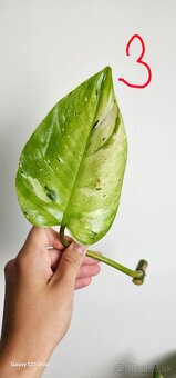 Philodendron fresh aurea - 3