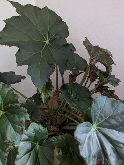 Begonia ricinifolia - 3