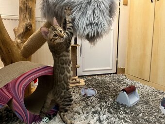 Bengalska mačka - 3