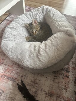 Predám 3 mesačnú Labku - 3