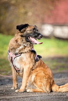 Darujem mohutnú sučku pandu - mix leonberger - 3