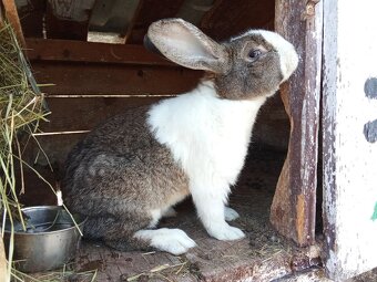 Predám králiky Šarišský obor - 3