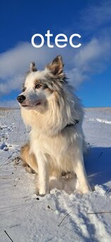 Border kólia šteniatka - 3