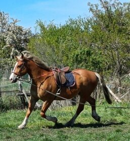 Prekrásný kôň, topp kôň - 3