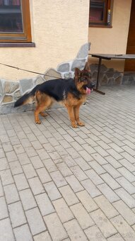 Nemecký ovčiak fenka s PP - 3