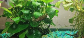Zabehnute akvarium - 3