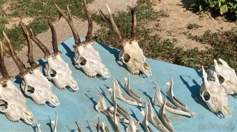 Ponúkam bielenie a vyváranie trofejí – dlhoročné skúsenosti - 3