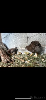 Prepelica čínska - 3