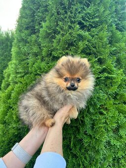 Pomeranian s PP, Chovatelská stanica Nucháčik poms - 3