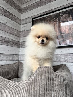 Pomeranian s PP, Chovatelská stanica Nucháčik poms - 3