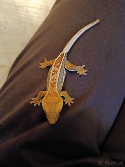 Pagekon riasnatý - 3