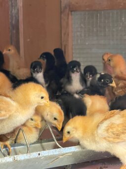 kuriatka amrox,hempšír  a australorpka čierna. - 3