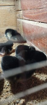 Kuriatka AUSTRALORP - 3