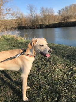 miešaní labrador retriver - 3
