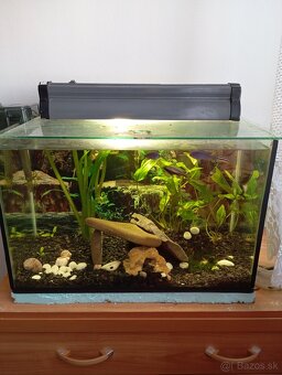 akvarium - 3