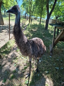 Emu,pstros - 3
