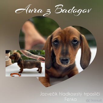 Jazvečík trpasličí hladkosrstý - šteniatka s PP - 3