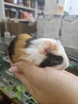 Mláďatá morciat - 3