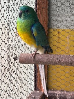 Papagáj Spevavý - 3