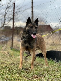 Belgicky ovčiak s PP - 3