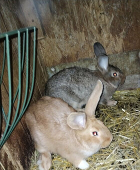 Predám králiky - 3