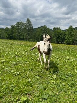 paint horse - 3