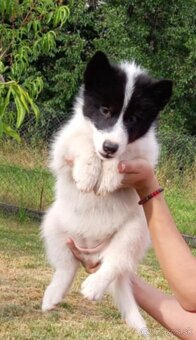 Sibírsky husky/Kanadsko eskimacky pes s PP - 3