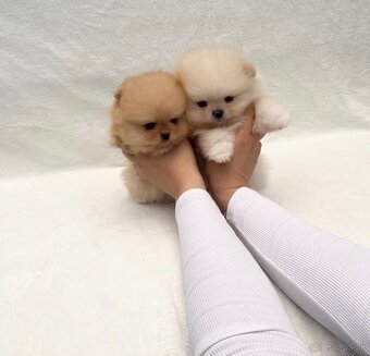 Pomeranian - trpasličí špic - 3