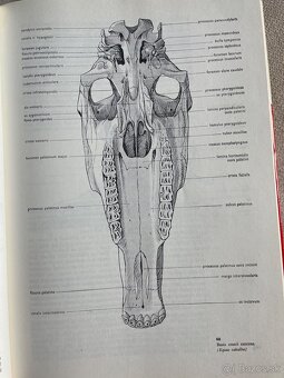 Darujem - veterinarna anatomia - 3