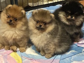 Pomeranian s PP FCI - 3