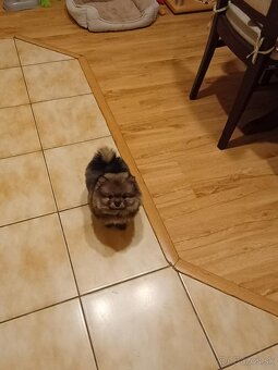 Pomeranian - 3