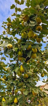 SLADKÁ DULOVÁ POCHÚŤKA - 3