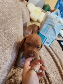 Maďarská vyžla - 3