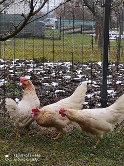 Vlaska cervenosedlata - 3