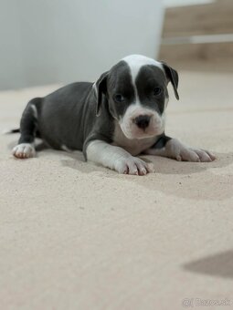 Americký stafordširsky teriér - 3