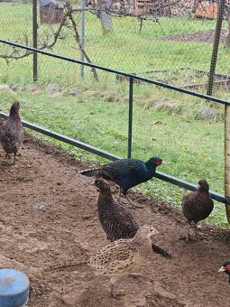 Predám bažanty Tenebrozy - 3