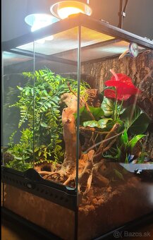 Teráriá- Terarijne zvierata. - 3