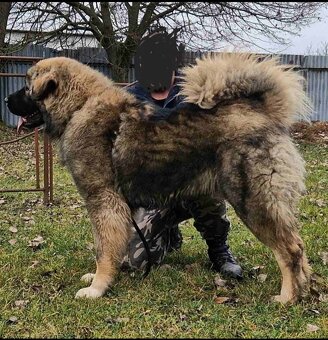 Kaukazskỳ Ovčiak - 3