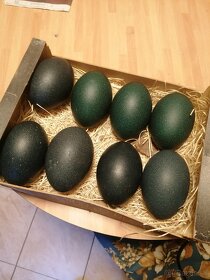 Pštrosie vajcia - 3