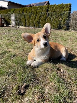 Welsh corgi pembroke - 3