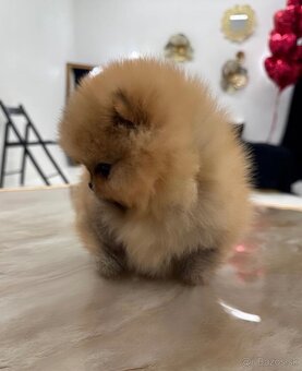 Pomeranian dievčatko - 3