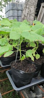 Paulovnia plstnatá (Paulownia tomentosa) - 3