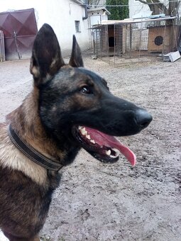 Nemecky ovciak steniatka - predam - 3