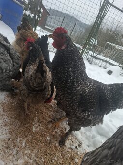 Kohuty brahman a mix - 3