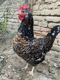 Nasadove vajcia slepacie - 3