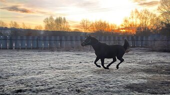 Arabský plnokrvník - 3