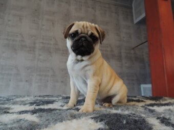 MOPS s PP. - 3