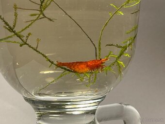 Krevetky Neocaridina Bloody Mary Super - 3